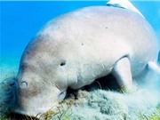 Côn Đảo còn khoảng 12 cá thể bò biển dugong